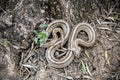 Rhinechis scalaris, called also stairs Snake