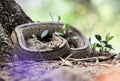 Rhinechis scalaris, called also stairs Snake Royalty Free Stock Photo