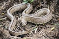 Rhinechis scalaris, called also stairs Snake