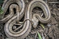 Rhinechis scalaris, called also stairs Snake Royalty Free Stock Photo