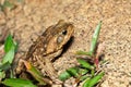 Rhinella horribilis, giant toad located in Mesoamerica and north-western South America. Costa Rica wildlife