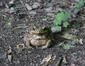 The giant toad taking a break