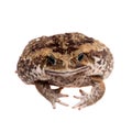 Cane or giant neotropical toad on white Royalty Free Stock Photo