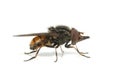 Rhingia campestris hoverfly Royalty Free Stock Photo