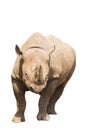 Rhino Royalty Free Stock Photo