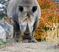 Rhino Royalty Free Stock Photo