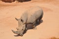 Rhino Royalty Free Stock Photo
