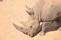Rhino Royalty Free Stock Photo