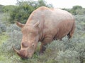 Rhino 3/4 Royalty Free Stock Photo