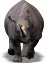 Rhino Royalty Free Stock Photo