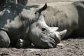 Rhino Royalty Free Stock Photo