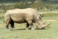 Rhino Royalty Free Stock Photo