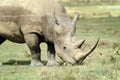 Rhino Royalty Free Stock Photo