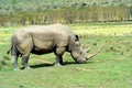 Rhino