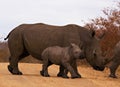 Rhino with baby