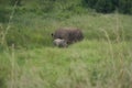 Rhino Baby and Mother- Rhinoceros with Bird Black rhinoceroshook-lipped rhinoceros Diceros bicornis Royalty Free Stock Photo