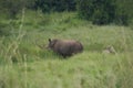 Rhino Baby and Mother- Rhinoceros with Bird Black rhinoceroshook-lipped rhinoceros Diceros bicornis Royalty Free Stock Photo