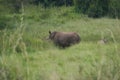 Rhino Baby and Mother- Rhinoceros with Bird Black rhinoceroshook-lipped rhinoceros Diceros bicornis Royalty Free Stock Photo