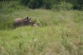 Rhino Baby and Mother- Rhinoceros with Bird Black rhinoceroshook-lipped rhinoceros Diceros bicornis Royalty Free Stock Photo