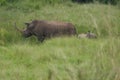 Rhino Baby and Mother- Rhinoceros with Bird Black rhinoceroshook-lipped rhinoceros Diceros bicornis Royalty Free Stock Photo