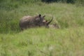 Rhino Baby and Mother- Rhinoceros with Bird Black rhinoceroshook-lipped rhinoceros Diceros bicornis Royalty Free Stock Photo