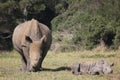 Rhino and Baby Rhino at Kragga Kramma Game Park