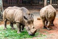 Rhino Royalty Free Stock Photo