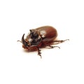 Rhino beetle bug