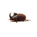 Rhino beetle bug Royalty Free Stock Photo