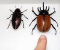 Rhino beetle in collection