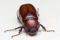 Rhino beetle Dynastinae Royalty Free Stock Photo