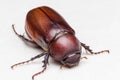 Rhino beetle Dynastinae Royalty Free Stock Photo
