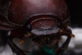 Rhino beetle Dynastinae Royalty Free Stock Photo