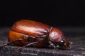 Rhino beetle Dynastinae Royalty Free Stock Photo