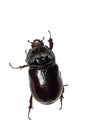 Rhino beetle isolated on white background Royalty Free Stock Photo