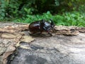 Rhino beetle on a log