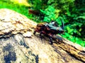 Rhino beetle on a log