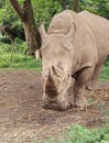 A rhino that is being cared for in a nature and conservation themed zoo.