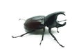 Rhino big horn beetle bug Royalty Free Stock Photo