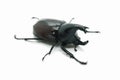 Rhino big horn beetle bug Royalty Free Stock Photo