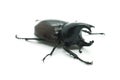 Rhino big horn beetle bug Royalty Free Stock Photo