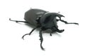 Rhino big horn beetle bug Royalty Free Stock Photo