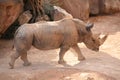 Rhino in Biopark Valencia