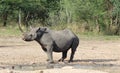 Rhino, Black - African Rare and Endangered Species - Cow Power Royalty Free Stock Photo