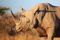Rhino, Black - Endangered African Mammal