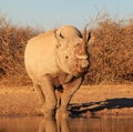 Rhino, Black - Endangered Species