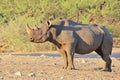 Rhino, Black - Wildlife Background of Rare and Endangered Species, Africa Royalty Free Stock Photo