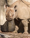 Rhino At Brookfield Zoo