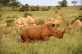 Rhinoceros walks in an summer green  African landscape. Royalty Free Stock Photo