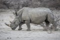 Rhino in the bush Royalty Free Stock Photo